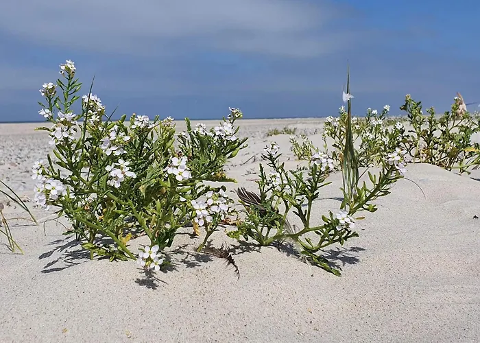 Semesterbostad 6 Person In Henne-by Traum Henne Strand